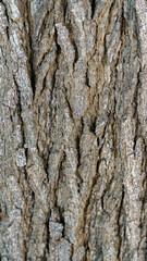 The bark of a tree is shown in detail, with many small bumps and ridges