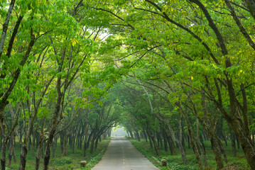 Roads scene in the background of trees and nature. Summer travel in the countryside 