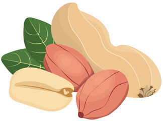 Peanut with Peanut Peeled and Leaf Illustration