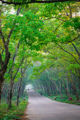 Fototapeta premium Roads scene in the background of trees and nature. Summer travel in the countryside 