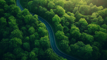 A winding road through a forest with trees on both sides