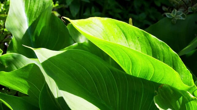 Dappled sunlight shining through lilly leaves