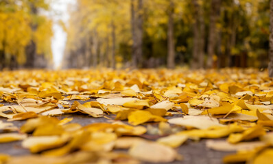 autumn in the park
