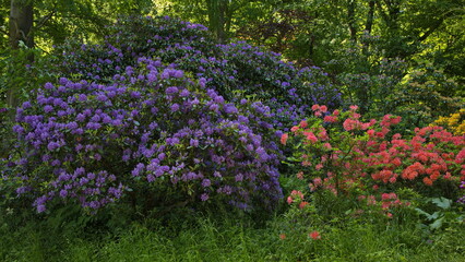 Naklejka premium Blooming rhododendron in Czech Republic,Europe 