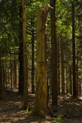 Obraz premium Dead tree with polypore fungis in a spruce forest on Suchy Vrch, Pardubice Region,Czech Republic,Europe 