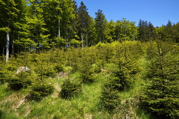 Fototapeta premium Young spruce forest on Suchy Vrch, Pardubice Region,Czech Republic,Europe 
