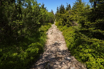 Fototapeta premium Hiking track to Suchy Vrch, Pardubice Region,Czech Republic,Europe 