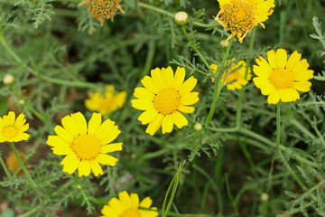 Yellow corn daisy (Glebionis segetum) flower blooms in nature. Close up. Top view.