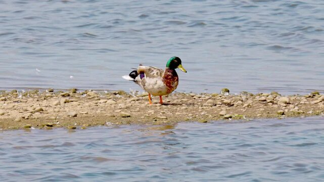 Wild duck mallard female on the lake shore