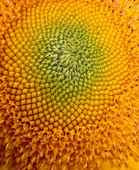 sunflower close up