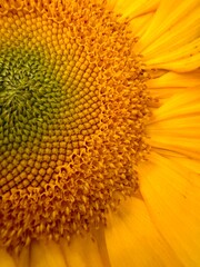 sunflower close up