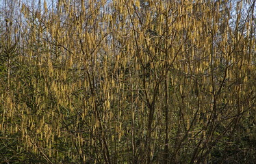 Hazel bush in a forest at Nyrsko, Czech republic, Europe
