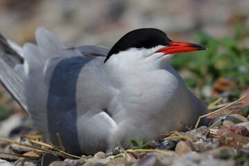 common tern