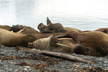 Morse, Odobenus rosmarus, Spitzberg, Svalbard, Norvège