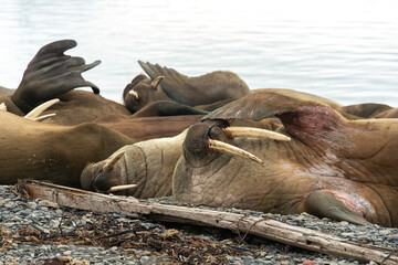 Morse, Odobenus rosmarus, Spitzberg, Svalbard, Norvège