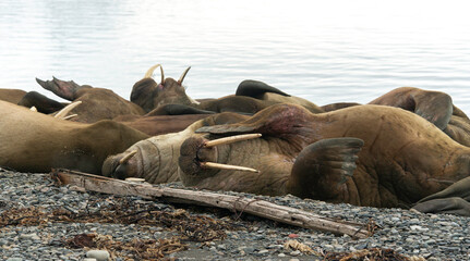 Morse, Odobenus rosmarus, Spitzberg, Svalbard, Norvège