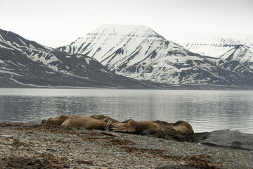 Morse, Odobenus rosmarus, Spitzberg, Svalbard, Norvège