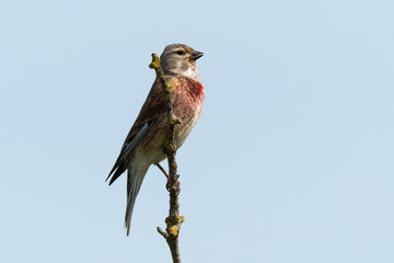 Linotte mélodieuse,.Linaria cannabina, Common Linnet