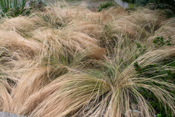 Graminée, stipa, stipa gigantea