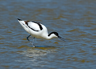 Avocette élégante, Recurvirostra avosetta, Pied Avocet