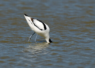 Avocette élégante, Recurvirostra avosetta, Pied Avocet