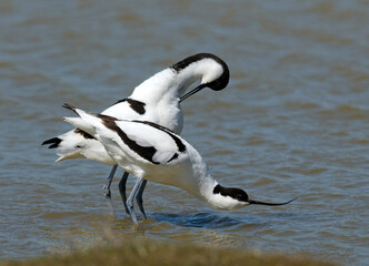 Avocette élégante, Recurvirostra avosetta, Pied Avocet
