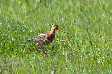 Barge à queue noire,.Limosa limosa, Black tailed Godwit