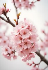 A pink cherry blossom tree and branches with delicate pink flowers blooming against a warm neutral  white background