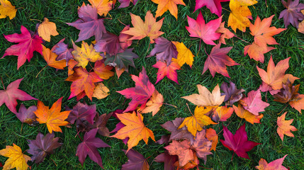 Fototapeta premium A vibrant patch of multicolored maple leaves scattered across a grassy lawn in autumn. 