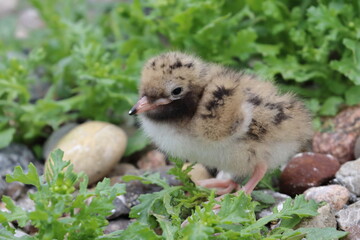 tern with chick