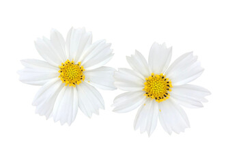 daisy flower isolated transparency png