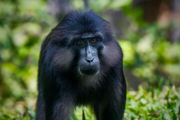 Tonkean macaque (Macaca tonkeana) is a species of primate