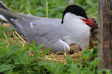 tern with chick