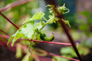Young cucumber fruiting on the vine