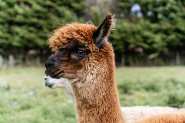 Fototapeta premium Brown alpaca looking into the distance in paddock