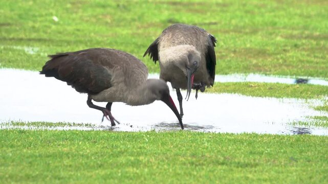 Ibis or hadada looking for insects on lawn