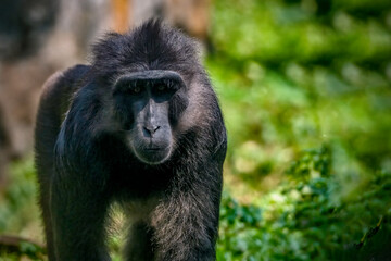 Tonkean macaque (Macaca tonkeana) is a species of primate