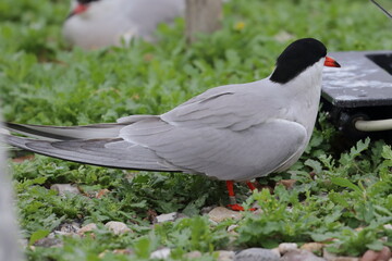 tern with chick