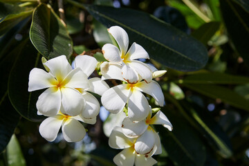Obraz premium Close-up view of white frangipani flower blooming on branch