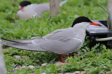 tern with chick