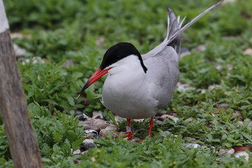 tern with chick