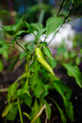 Green sport pepper plant, fruiting