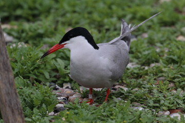 tern with chick