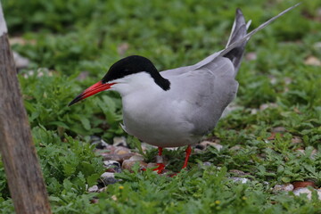 tern with chick