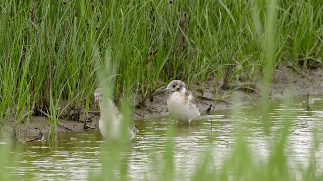 Herring gull seabird feeding on the marshlands of the lincolnshire coast marshlands, UK