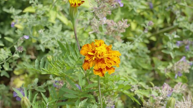A lovely orange carnation in the wild home garden.