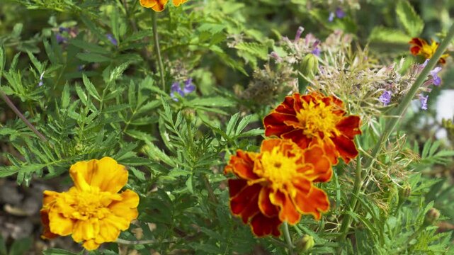 Summer weather with lovely blooms and pops of oranges.