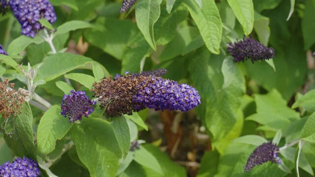 Purple butterfly bush in a parallax spin.