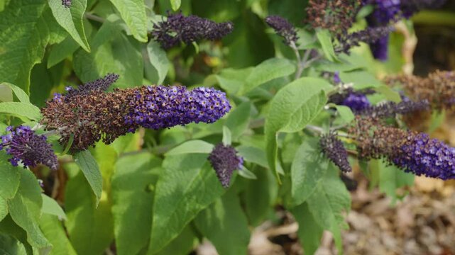 A Butterfly Bush blooming in brilliant purples.