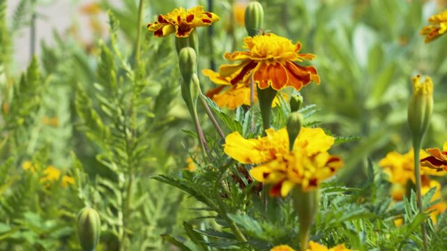 Burnt oranges on bold Marigold petals.